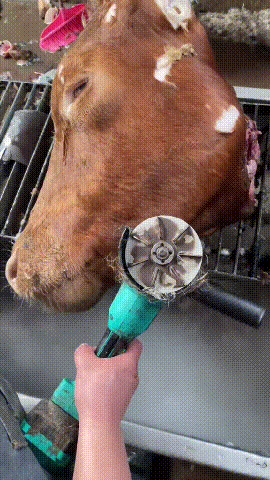 【2/4/ sztuk】🐂Ostrza do depilacji ze stali nierdzewnej - nóż do depilacji świń, bydła i owiec, specjalny do uboju🔥